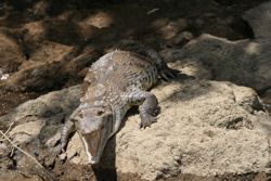 Crocodile -Crocodilus Terraba Sierpe Mangroves