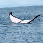 Humpbacks Tail