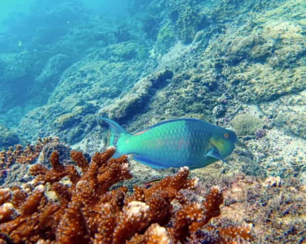 Parrot fish at Cano Island