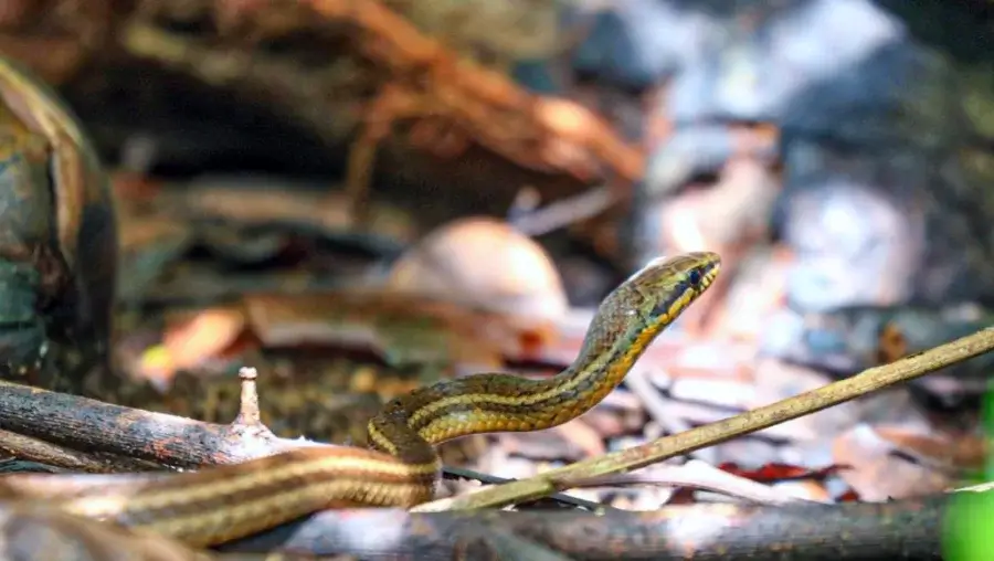 Snake spotted on Corcovado park hiking tour