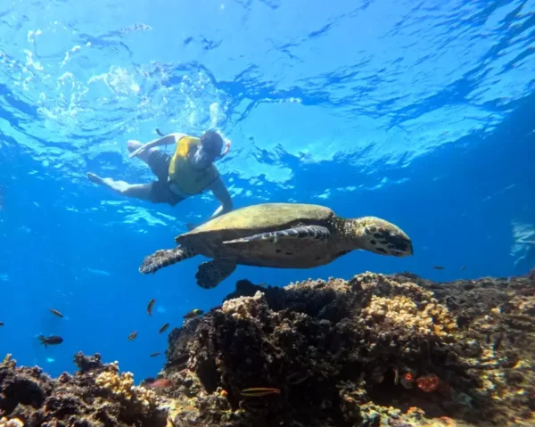 Snorkeling with sea turtle in Costa Rica