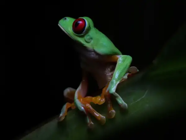 Uvita Wildlife Night Tour